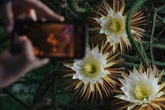 Nur ein einziges Mal im Jahr und nur nachts: Besondere Blume blüht in Leipzig
