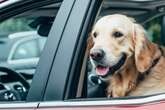 Dein Hund hechelt und zittert beim Autofahren? Das musst Du tun