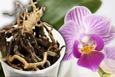 Gibt es noch Hoffnung? Lassen sich Orchideen ohne Blätter retten?