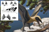 Besucher von Dinosaurierpark gelingt spektakulärer Fund