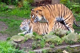 Zu wildes Liebesspiel bei Tigern im Zoo Leipzig: Pfleger muss eingreifen