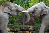 Wegen zwei Elefanten: Tierpfleger im Leipziger Zoo in Alarmbereitschaft