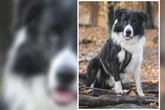Toller Border Collie sucht neues Zuhause, aber Lennox ist kein Hund für jeden
