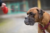 Hund blutig getreten und gewürgt: Polizei schreitet dank Zeugin ein