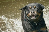 Drama beim Gassigehen! 19-Jährige von Rottweiler angegriffen