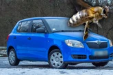 Bienen kacken Auto voll, jetzt soll Versicherung blechen: Alles gelogen?