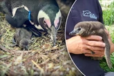 Klein und super flauschig! Zoo freut sich über Baby-Pinguin