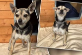 Kleiner Hund ist noch sehr jung, dennoch sitzt er schon im Tierheim