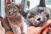 Katze mit Babys gerettet: Doch darum ist das Leben für Urmel besonders schief