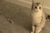 Katze hört Frauchen weinen: Was die Samtpfote dann macht, ist herzzerreißend