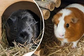 Meerschweinchen mit Persönlichkeit: "The Rock" und Freundin hoffen auf Happy End