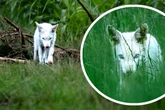 Polarfuchs in Bayern? Absolute Seltenheit in freier Wildbahn entdeckt