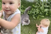 Mutter denkt, sie filmt niedlichen Moment zwischen Katze und Baby - bis sie einen Blick auf die Hände des Kindes wirft