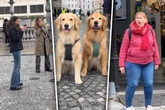Mann will Golden Retriever fotografieren: Kurz darauf staunen die Leute