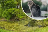 Grusel-Fund beim Versteckspielen: Was Kinder in diesem Garten entdecken, bricht jedem das Herz