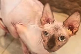 Ohne Fell, aber mit ganz viel Herz: Nacktkatze Twinky sucht ruhiges Zuhause