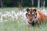 Menschenfresser-Tiger tötet 45-Jährige