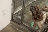 Tierheim-Hündin hat Problem mit Männern: Was sich Pfleger dann einfallen lässt, erwärmt die Herzen