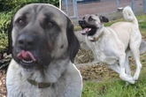 Hund auf Hinterbeinen mit 1,80 Meter will Job machen, aber nicht bei jedem: Happy End für Bo?