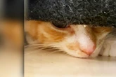 Kleiner Kater hat allen Grund, sich zu verstecken: Keiner wollte ihn, deshalb sollte er sterben