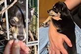 Sie wurde einfach über einen Zaun geworfen: Schafft Hündin Lotti den Neustart?
