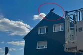 Schäferhund steht auf Hausdach: Feuerwehr bringt Sprungpolster in Position