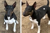 Hunde-Mädchen wird bitter enttäuscht: Kann Kali den Menschen noch vertrauen?