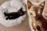 Von seiner Mutter fehlte jede Spur: Wer schenkt Kitten Chicken ein neues Zuhause?