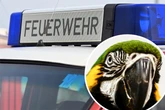 Hilferufe sorgen für Feuerwehr-Einsatz in Karlsruhe: Vor Ort wartet eine Überraschung