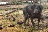Farmer entdeckt seltsamen Hund: Dann bemerkt er, dass das Tier etwas versteckt