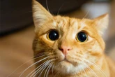 Dunkelheit, Aufregung oder Krankheit: Warum hat Deine Katze große Pupillen?