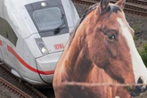 Pfingst-Drama: Pferd büxt aus, wenig später geschieht das Unglück