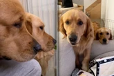 Golden Retriever betteln Frauchen mit Hundeblick an: Ihr Ziel lässt Herzen schmelzen