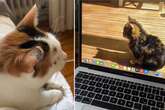 Katze sieht verstorbenen Fell-Bruder auf Laptop: Was dann passiert, bricht so viele Herzen