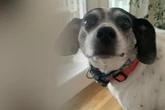 Mann soll auf Hund aufpassen: Doch die freche Fellnase hat einen Plan und trickst ihn aus