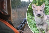Zwei tote Tiere mit Schusswunden: Gibt es in der Lausitz illegale Wolfs-Jagden?