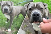 Liebes Schwergewicht sucht neue Familie: Dobby ist noch jung, lebt aber schon im Tierheim