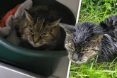 Völlig durchnässt und verletzt: Wer kennt diese Katze?