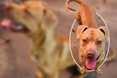 AmStaff-Freunde aufgepasst: Junghund Scooby Doo möchte gerne adoptiert werden
