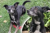 Border-Collie-Mix sehnt sich nach Liebe: Findet Molly ihr Happy End?