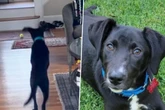 Frau wirft Ball für Hund: Was er dann tut, hat sie absolut nicht erwartet