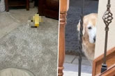 Golden Retriever macht Geschäft auf Teppich: Seine Reaktion geht so vielen an Herz