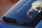Hund in der prallen Sonne im Auto gelassen: Rettung gerade noch rechtzeitig