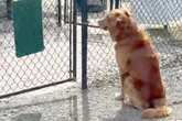 Golden Retriever ist ganz allein im Hundepark: Seine Reaktion bricht alle Herzen