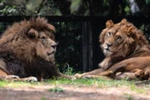 Raubtier-Attacke im Zoo: Frau verliert Arm nach Löwen-Angriff