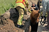 Pferd stürzt in Graben und steckt fest: Feuerwehr muss helfen