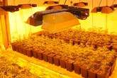Cannabisplantage in altem Betriebsgebäude entdeckt: Zwei Verdächtige in U-Haft