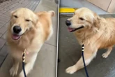 Golden Retriever wird von Regen überrascht: Was dann passiert, rettet so vielen den Tag