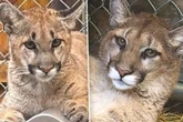 Zwei verwaiste Berglöwen-Babys gerettet: Clover und Rain bekommen eine zweite Chance