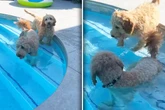Kleine Hündin ist im Pool noch unsicher: Reaktion ihrer Artgenossin lässt Herzen hüpfen